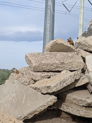 Marmota flaviventris