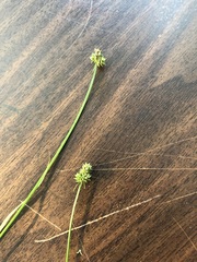 Carex mesochorea