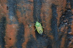Urolabida