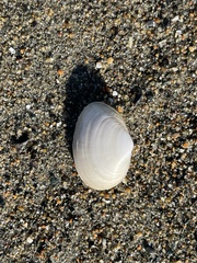 Cryptomya californica