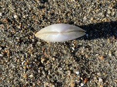 Cryptomya californica