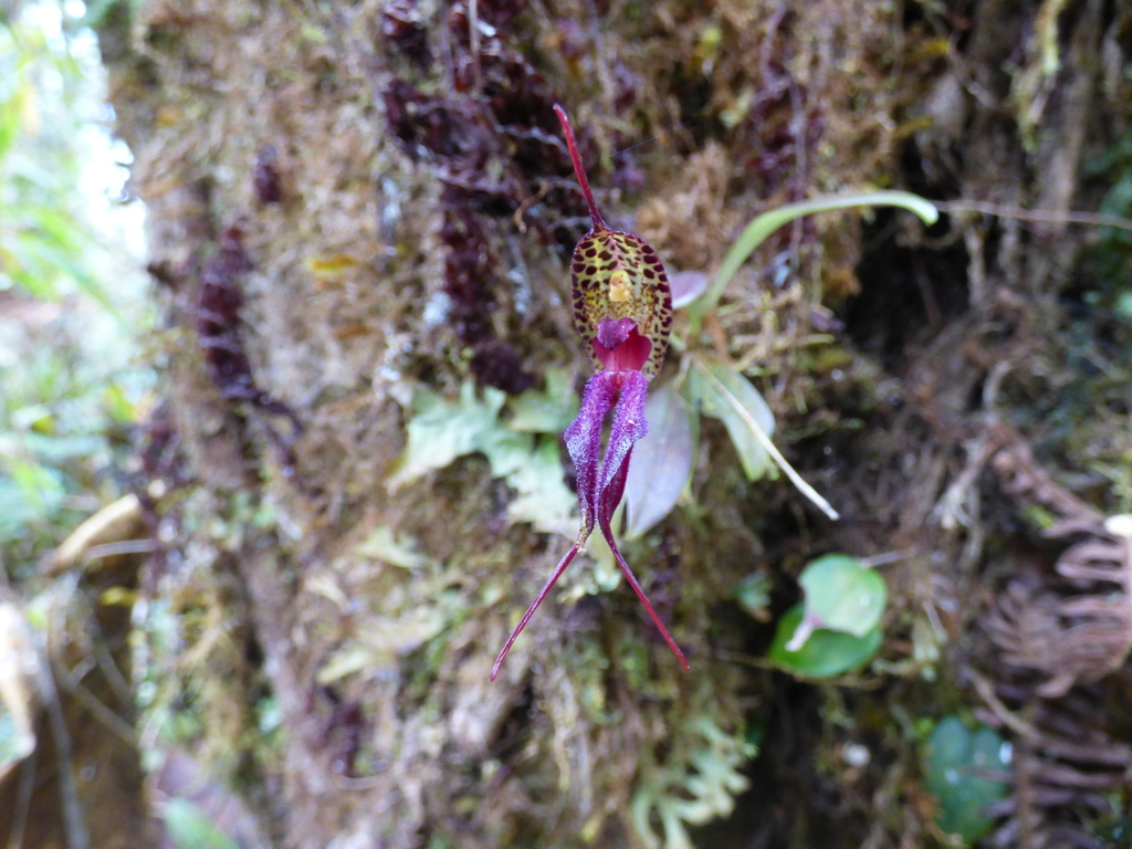 Masdevallia heteroptera