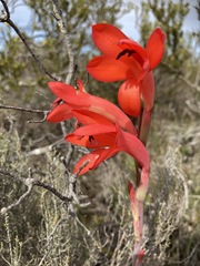 Watsonia coccinea