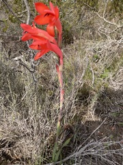 Watsonia coccinea
