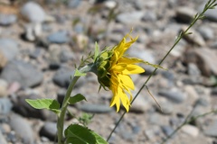 Helianthus bolanderi