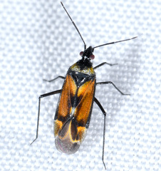 Macrotylus vanduzeei