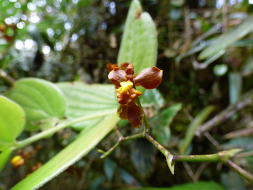 Cyrtochilum flexuosum, photograph 3