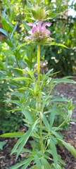 Monarda citriodora