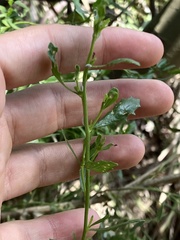Aceria baccharipha