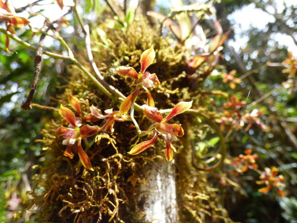 Cyrtochilum funis