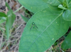 Condylostylus comatus