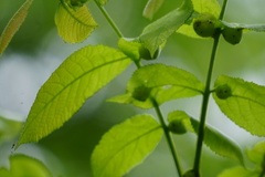 Phylloxera caryaecaulis