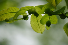 Phylloxera caryaecaulis