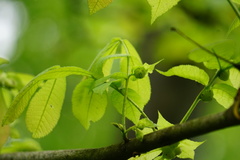 Phylloxera caryaecaulis