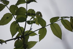 Phylloxera caryaecaulis