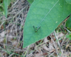 Condylostylus comatus