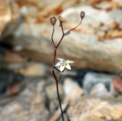 Nemacladus inyoensis
