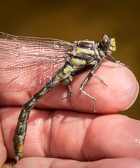 Phanogomphus lividus