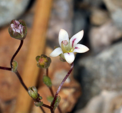 Nemacladus inyoensis