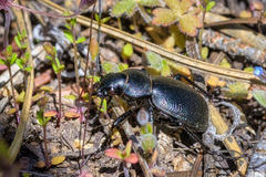 Calosoma luxatum