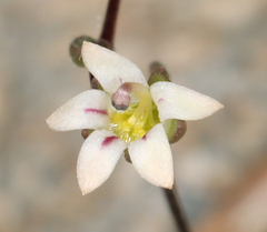 Nemacladus inyoensis