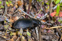 Calosoma luxatum