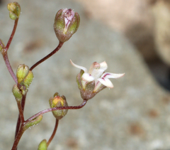 Nemacladus inyoensis