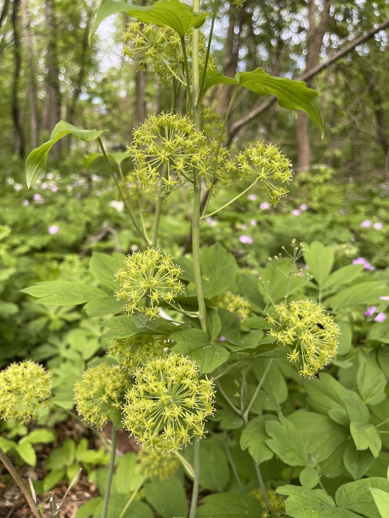 Carrionflowers