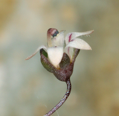 Nemacladus inyoensis