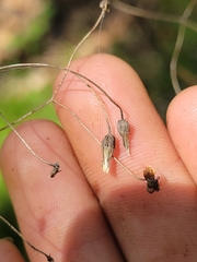 Hieracium paniculatum