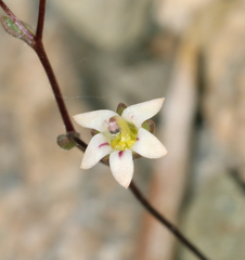 Nemacladus inyoensis