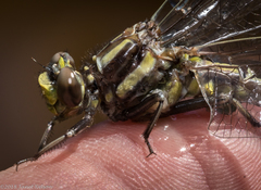 Phanogomphus lividus