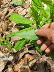 Hieracium paniculatum