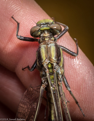 Phanogomphus lividus