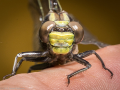 Phanogomphus lividus