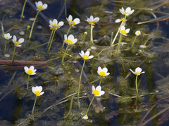 Ranunculus circinatus