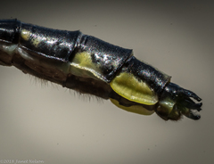 Phanogomphus lividus