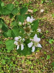Rubus × loganobaccus