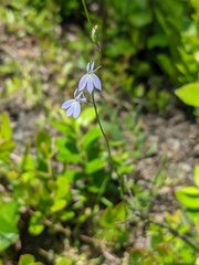 Lobelia nuttallii