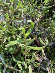 Blutaparon vermiculare