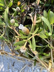 Blutaparon vermiculare