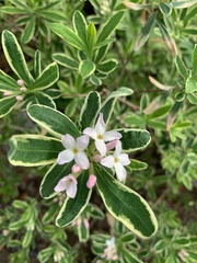 Daphne × burkwoodii