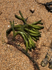 Codium tomentosum