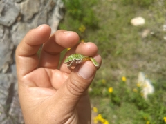Hyla euphorbiacea