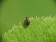 Brachypterus