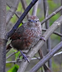 Phacellodomus maculipectus