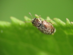 Brachypterus