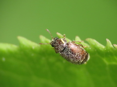Brachypterus
