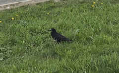 Corvus frugilegus