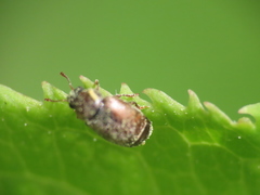 Brachypterus
